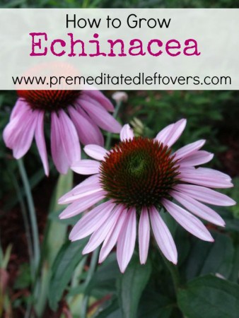 How to Grow Echinacea- Echinacea is a wonderful herb in flower beds or to harvest for its healing effects. Grow your own echinacea with these helpful tips.