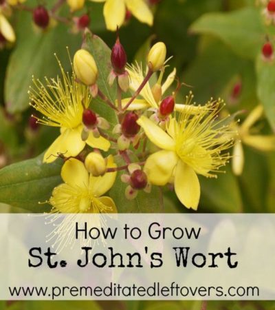 How to Grow St. John's Wort- St. John's Wort is commonly used for herbal remedies and has beautiful blooms. Growing your own is easy with these useful tips.