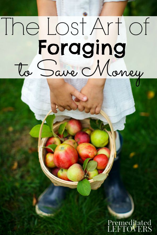 The Lost Art of Foraging to Save Money- Foraging for food has long been used as a way to save money. Keep these helpful tips in mind before giving it a try.