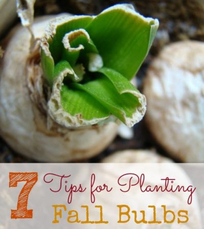 7 Tips for Planting Fall Bulbs- Correctly planting your fall bulbs now can help you enjoy colorful results in the spring. Learn how with these helpful tips.