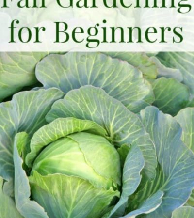 Fall Gardening for Beginners - Tips for creating a cool weather garden.