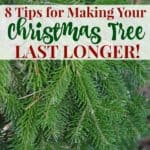 8 tips for making your Christmas tree last longer