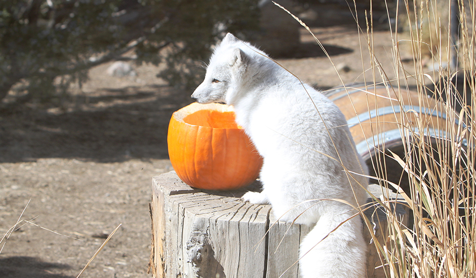 Thanksgiving Weekend at the Animal Arc Fox-Pumpkin