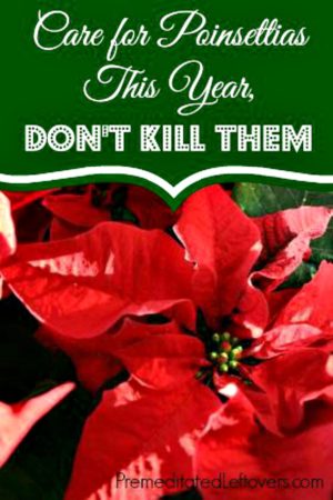 How to Keep a Poinsettia Alive Year Round & Get it to Bloom Again