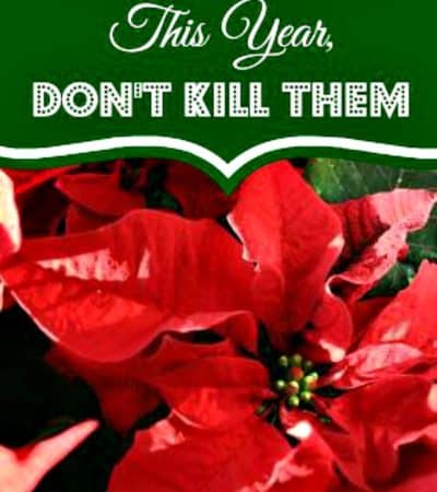 How to Keep Your Poinsettias Alive This Year- Learn how to properly care for your poinsettias so they continue to thrive long after the holiday season.
