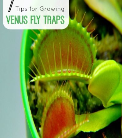 7 Tips for Growing Venus Flytraps- Despite being meat eaters, Venus flytraps are a gentle and easy plant to care for. These useful tips will show you how.