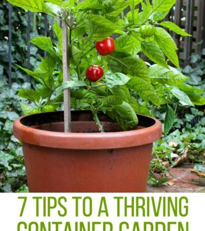 Tips for a Thriving Container Garden- Grow healthy and productive plants in containers of all types with these helpful gardening tips.