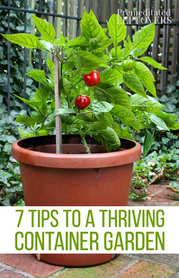 Tips for a Thriving Container Garden- Grow healthy and productive plants in containers of all types with these helpful gardening tips. 