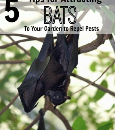 5 Tips for Attracting Bats to Your Garden- Bats can be beneficial in your garden because they feast on pesky insects. Here are 5 easy ways to attract them.