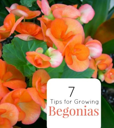 7 Tips for Growing Begonias- Begonias are colorful annuals that can thrive in shaded areas. Check out these 7 gardening tips to successfully grown your own.
