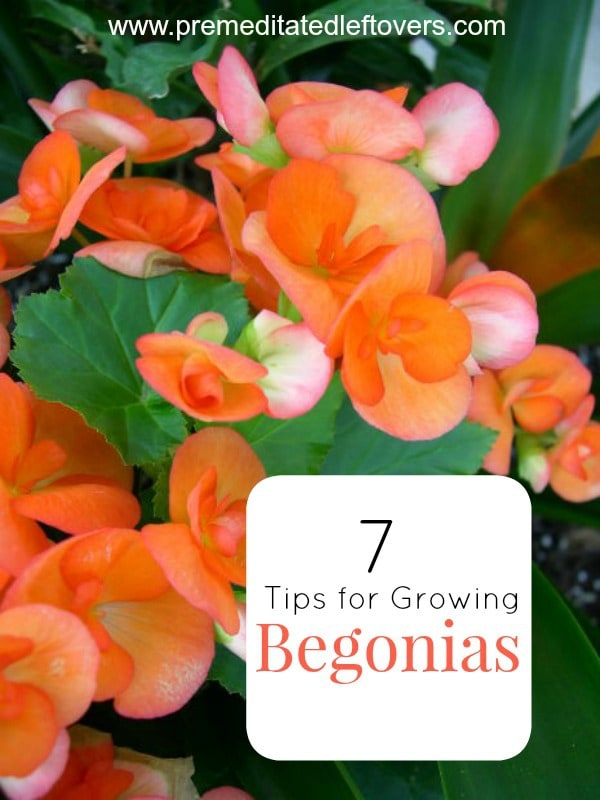 7 Tips for Growing Begonias- Begonias are colorful annuals that can thrive in shaded areas. Check out these 7 gardening tips to successfully grown your own.