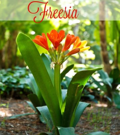 7 Tips for Growing Freesia- Freesia has a sweet smell and delicate trumpet blooms that come in many colors. It's easy to grow with these gardening tips.