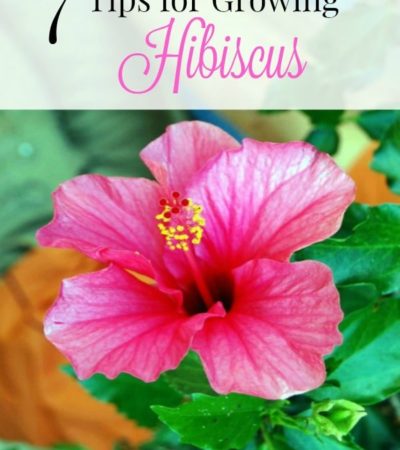7 Tips for Growing Hibiscus- Hibiscus is a tropical flower that hummingbirds and butterflies love. Grow your own with these helpful gardening tips.