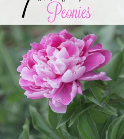 7 Tips for Growing Peonies- Peonies are a hardy perennial with gorgeous blooms. If you'd like to learn how to grow your own, follow these gardening tips.