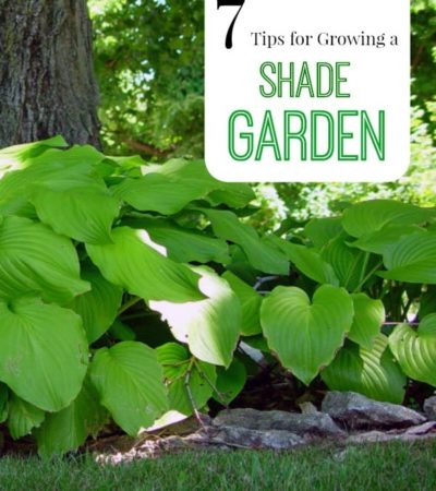 7 Tips for Growing a Shade Garden- If you have a shady yard, don't despair! These tips can help you grow lush and beautiful plants that thrive without sun.