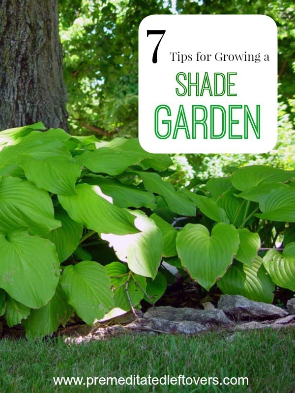 7 Tips for Growing a Shade Garden- If you have a shady yard, don't despair! These tips can help you grow lush and beautiful plants that thrive without sun. 