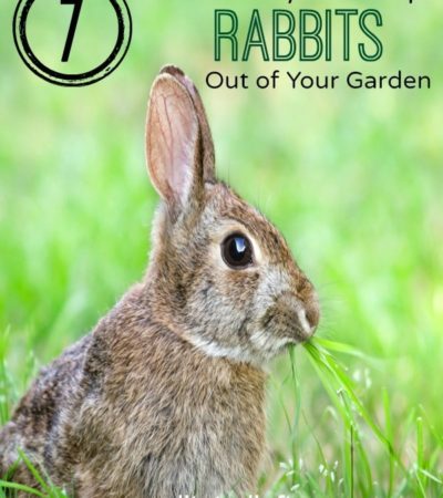 7 Natural Ways to Repel Rabbits from Your Garden- Keep rabbits out of your garden without using chemicals or traps. These strategies are completely natural.