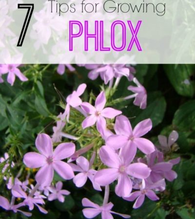 7 Tips for Growing Phlox- Phlox is a hardy flower that blends nicely with other plants. These 7 gardening tips will show you just how easy it is to grow.