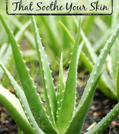 7 Plants in Your Garden That Soothe Your Skin- These 7 plants can naturally moisturize and soothe your skin. They also add a unique look to your garden!