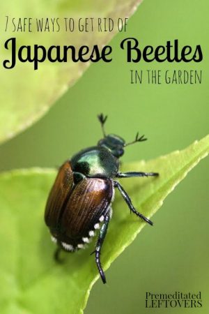 beetles pest beatle havoc wreak bugs pests slugs