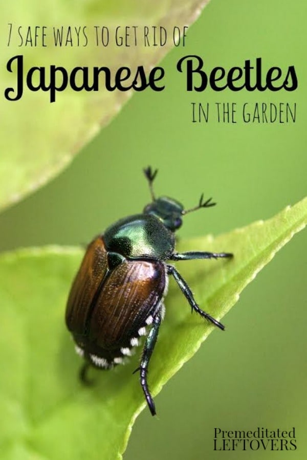 7 Safe Ways to Get Rid of Japanese Beetles in the Garden- Japanese beetles can wreak havoc on your garden plants. Here 7 ways to repel these pests safely.