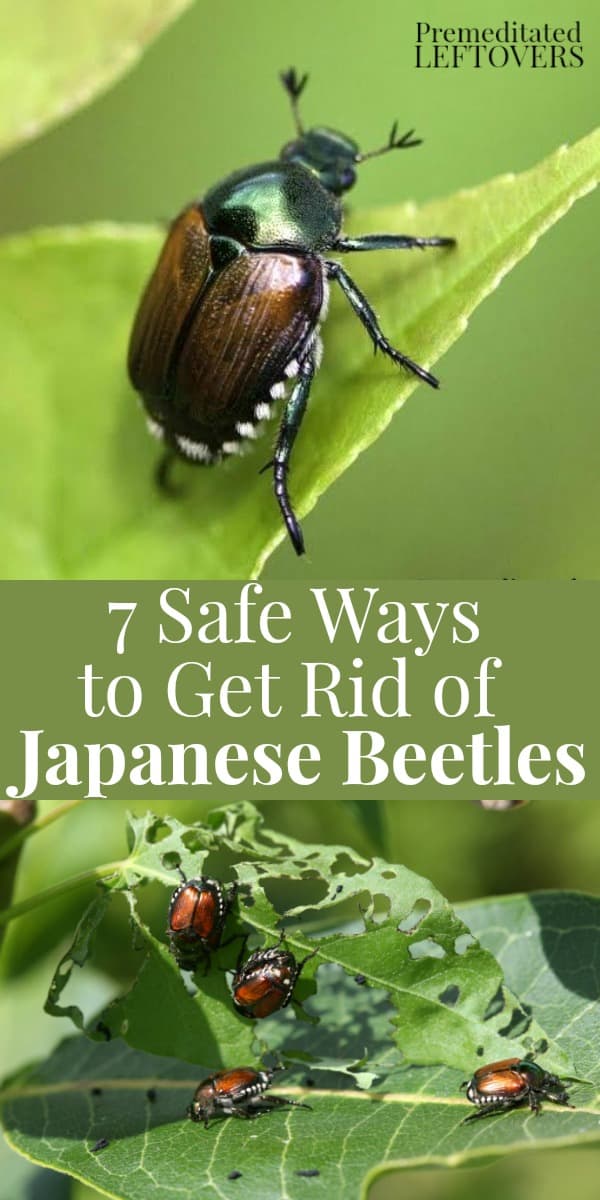 7 Safe Ways to Get Rid of Japanese Beetles