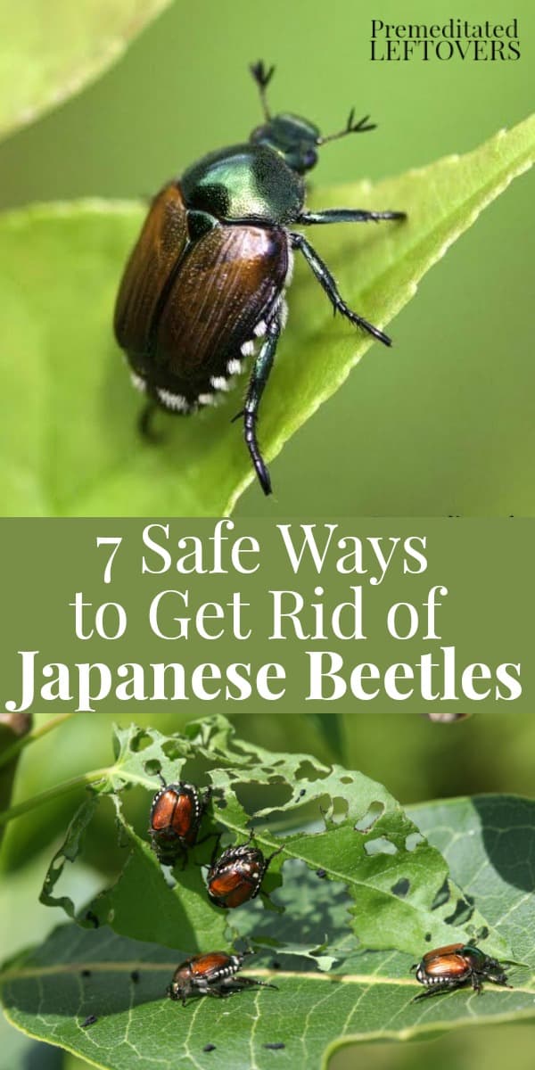 How to Get Rid of Asian Beetles In Your Garden