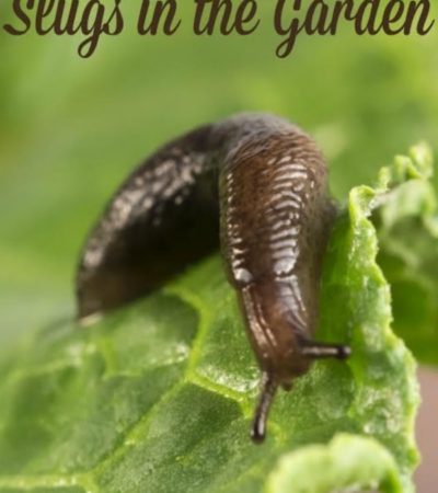 7 Safe Ways to Get Rid of Slugs in Your Garden- Slugs eat away at plants and can quickly destroy your garden. Here are 7 ways to eliminate them naturally.