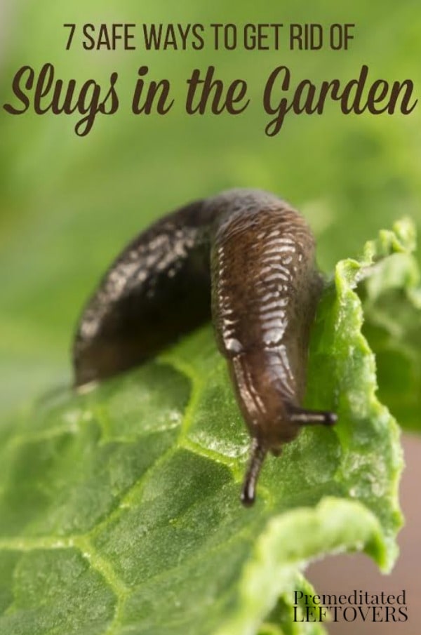 7 Safe Ways to Get Rid of Slugs in Your Garden- Slugs eat away at plants and can quickly destroy your garden. Here are 7 ways to eliminate them naturally.