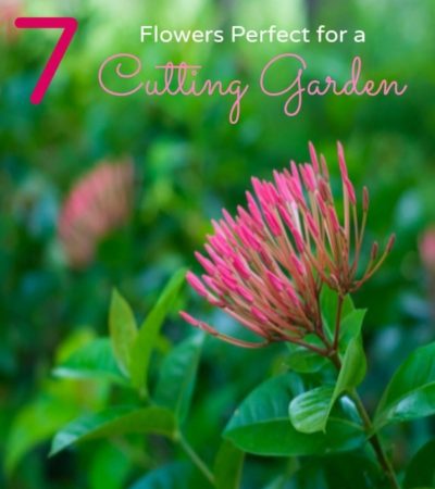 7 Flowers for Your Cutting Garden- Planting specific flowers in your garden is ideal if you would like to cut and display them. Here are some great choices!