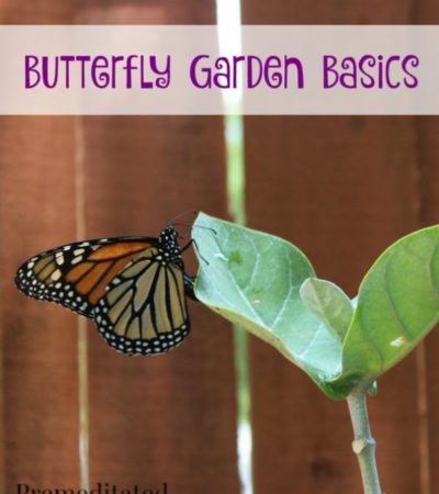 Butterfly Garden Basics- Attract beautiful butterflies to your yard with these simple tips and tricks for creating a butterfly garden.
