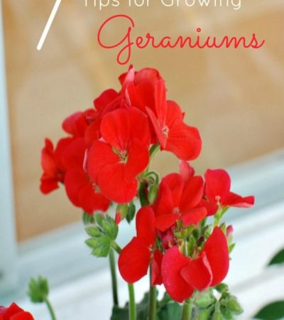 7 Tips for Growing Geraniums- These gardening tips will show you how to grow geraniums so you can enjoy the color and fragrance of this gorgeous annual.