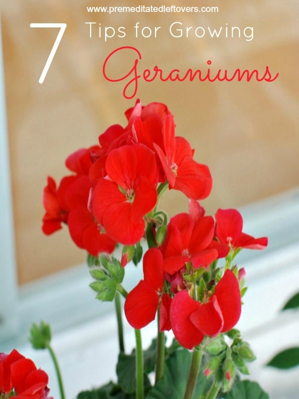 7 Tips for Growing Geraniums- These gardening tips will show you how to grow geraniums so you can enjoy the color and fragrance of this gorgeous annual.