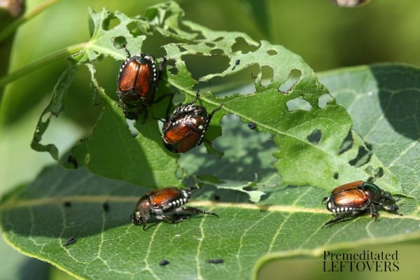 how to get rid of Japanese Beetles from your yard and garden so they don't devastate your plants.