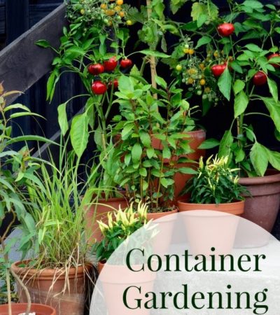 Container Gardening 101- Are you new to container gardening? Here are some helpful tips, tricks, and ideas to make your container garden a success!