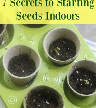 7 Secrets to Starting Seeds Indoors- Starting you garden plants from seeds indoors can save you time and money. Grow seedlings successfully with these tips.