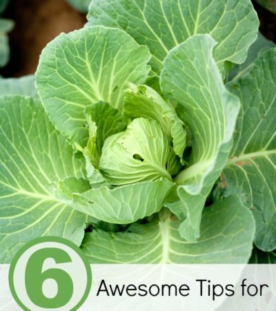 6 Awesome Tips for Growing Cabbage- Cabbage is a fairly easy vegetable to growing in your garden when you follow these 6 helpful gardening tips.