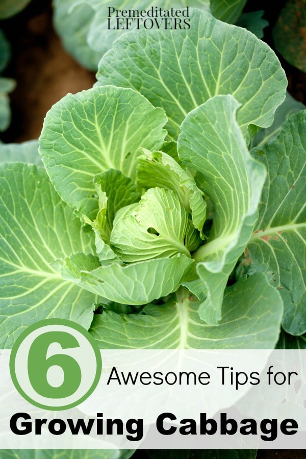 6 Awesome Tips for Growing Cabbage- Cabbage is a fairly easy vegetable to growing in your garden when you follow these 6 helpful gardening tips. 