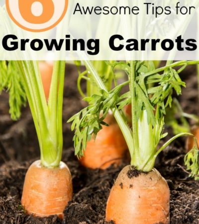 6 Awesome Tips for Growing Carrots- Growing carrots is pretty easy if you know what to do. These gardening tips will help you grow a great crop of your own!