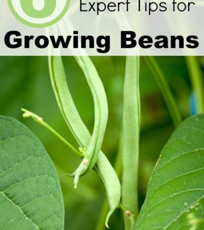 6 Expert Tips for Growing Beans- Beans are one of the easiest vegetables to grow. Use these expert tips to grow the best green beans in your garden!