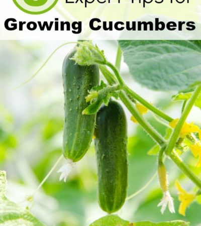 6 Expert Tips for Growing Cucumbers- Are you thinking about growing cucumbers? Use these expert gardening tips to grow healthy and thriving cucumber plants.