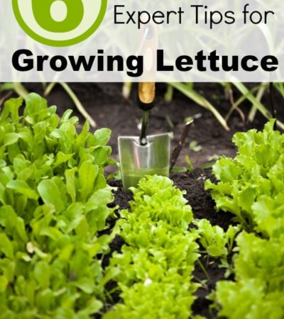 6 Tips for Growing Lettuce- Lettuce is a great beginning gardener's vegetable. Here are some great tips on growing lettuce to get you started.