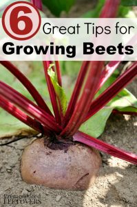 6 Great Tips for Growing Beets