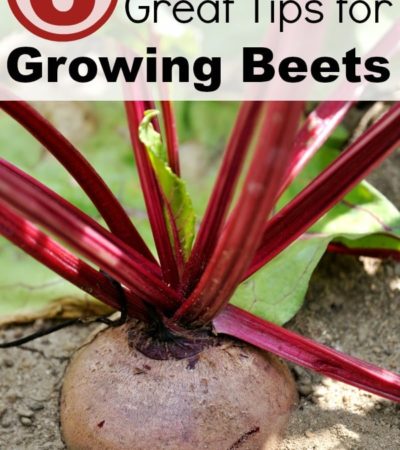 6 Great Tips for Growing Beets- Do you enjoy eating beets? You can grow big, healthy beets in your garden with these 6 important tips.