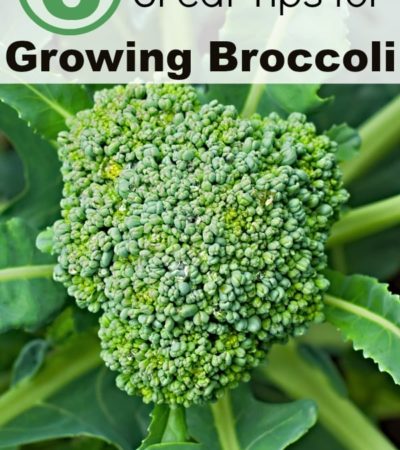 6 Great Tips for Growing Broccoli- Growing broccoli is rewarding and healthy. These gardening tips will help you grow your own thriving broccoli plants!