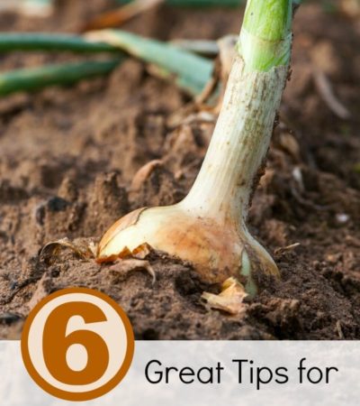 6 Great Tips for Growing Onions- Have you ever considered growing your own crop of onions? These helpful gardening tips will get you started!