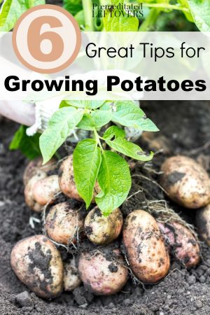 6 Great Tips for Growing Potatoes