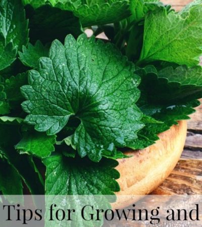 Tips for Growing and Using Lemon Balm - Here are some tips on growing lemon balm in your garden and how to use it in cooking and home remedies.