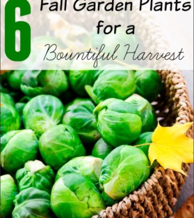 6 Fall Garden Plants for a Bountiful Harvest- These hardy vegetables and herbs can thrive through cold temperatures. They are perfect for your fall garden!