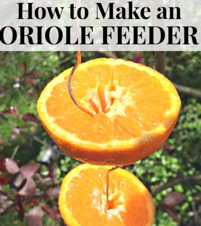 diy oriole bird feeder using oranges